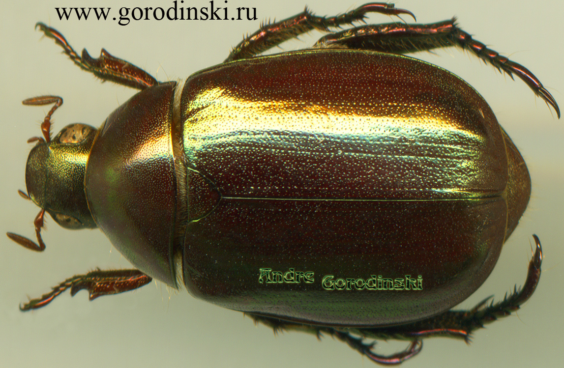 http://www.gorodinski.ru/scarabs/Anomala whiteheadi.jpg